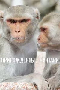 Смотреть онлайн