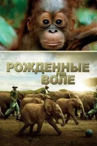 Смотреть онлайн