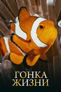 Смотреть онлайн
