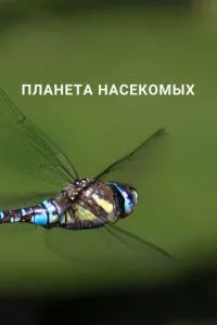 Смотреть онлайн