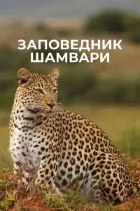 Смотреть онлайн